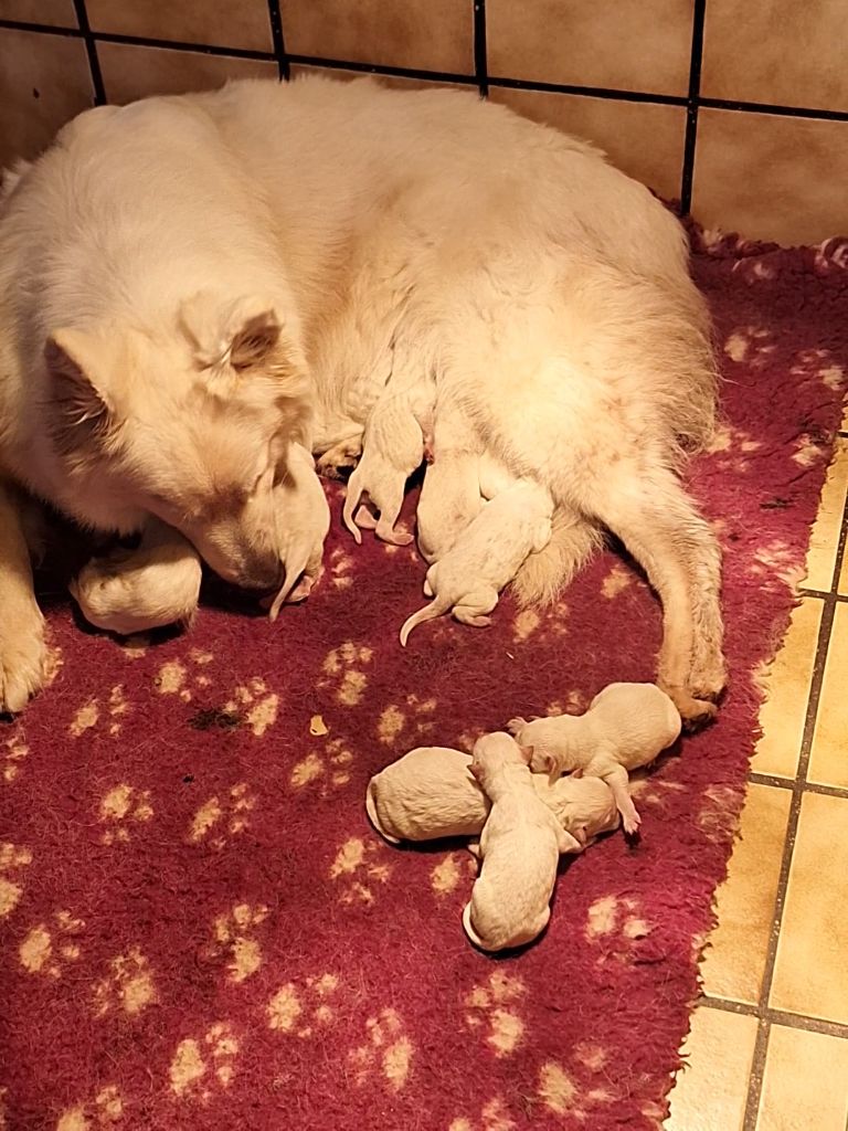 chiot Berger Blanc Suisse Du chant des bruants