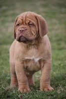 Du chant des bruants - Dogue de Bordeaux - Portée née le 16/01/2018