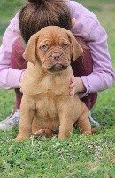 Du chant des bruants - Dogue de Bordeaux - Portée née le 09/09/2018