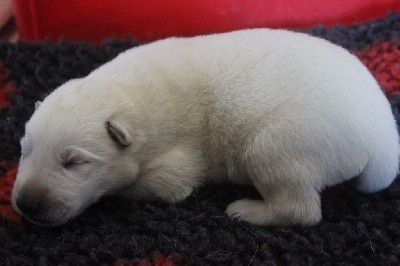 Du chant des bruants - Berger Blanc Suisse - Portée née le 20/08/2021