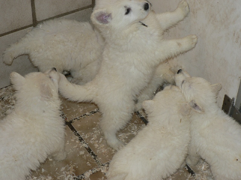 Du chant des bruants - Berger Blanc Suisse - Portée née le 02/10/2009