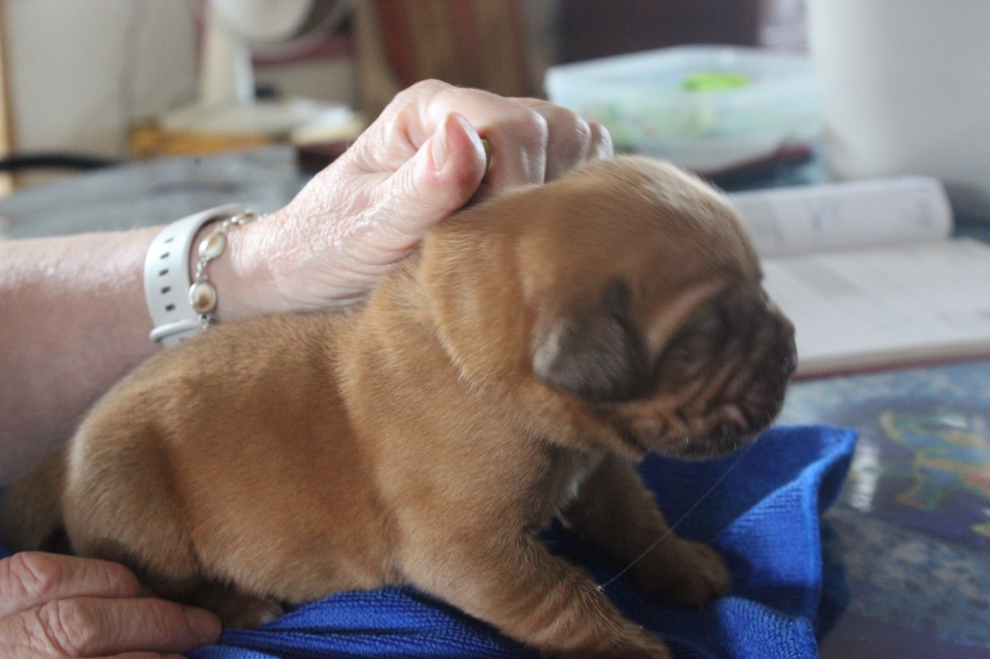 Du chant des bruants - Chiots disponibles - Dogue de Bordeaux