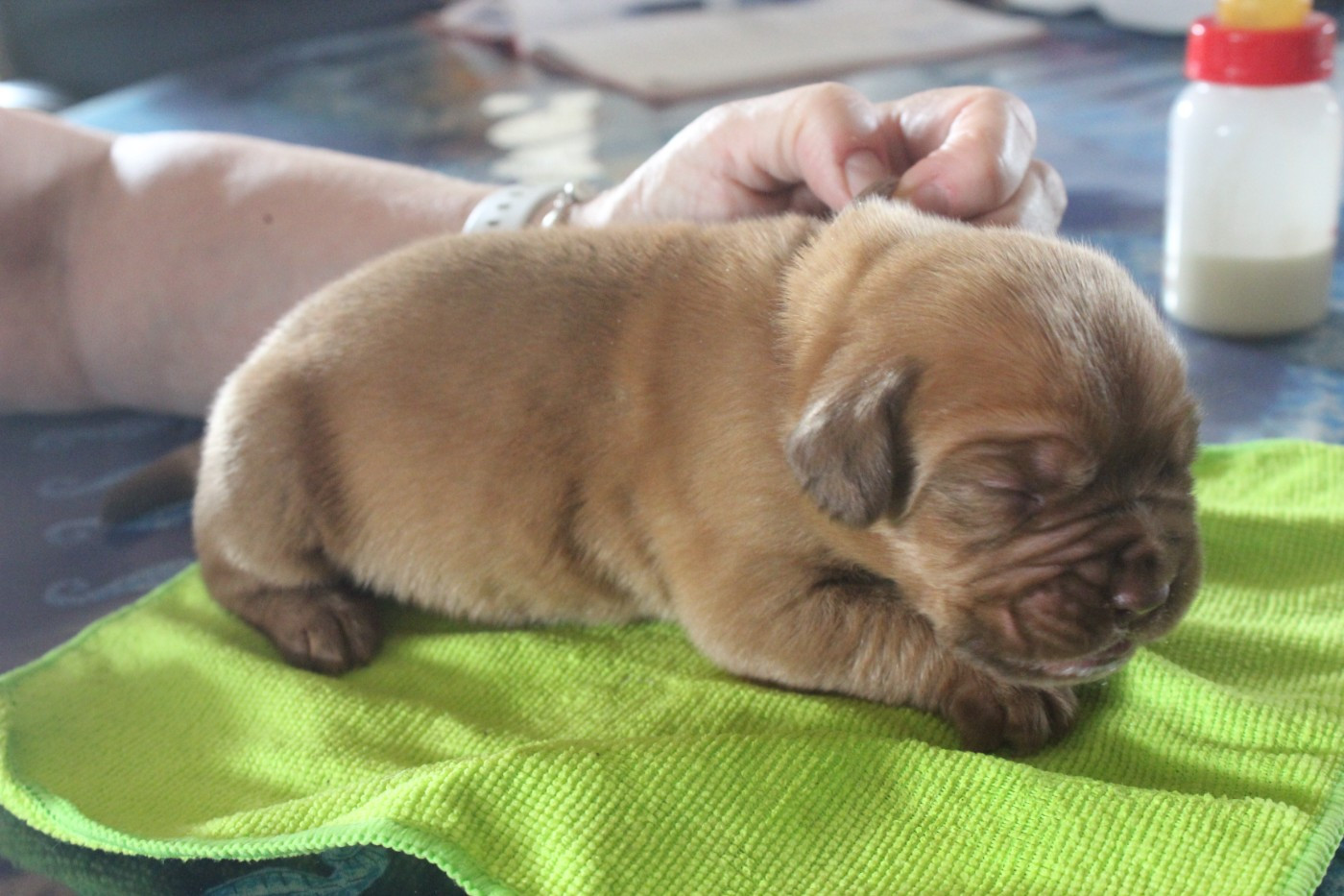 Du chant des bruants - Chiots disponibles - Dogue de Bordeaux