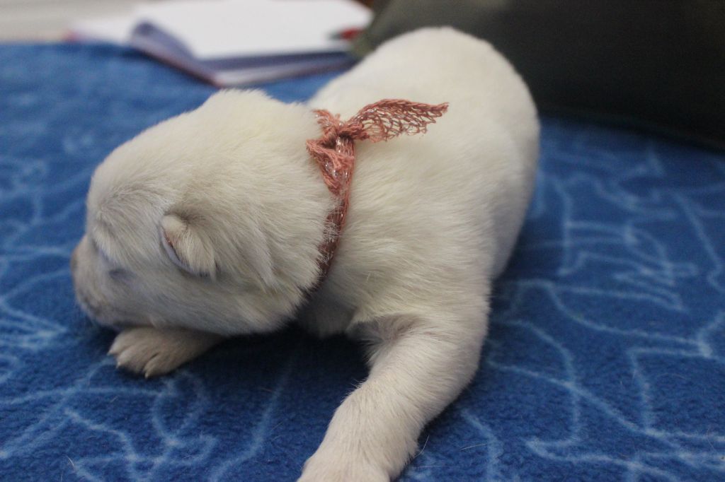 Du chant des bruants - Berger Blanc Suisse - Portée née le 20/11/2021