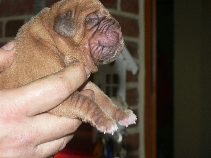 Du chant des bruants - Dogue de Bordeaux - Portée née le 23/12/2009