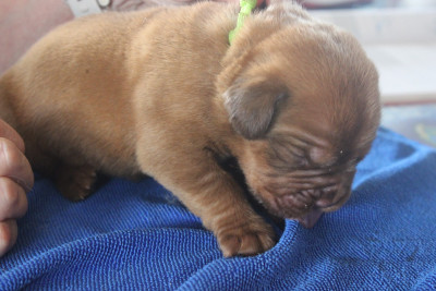 Chiot N°1