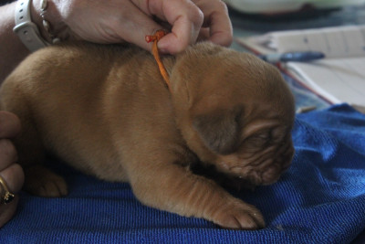 Chiot N°3