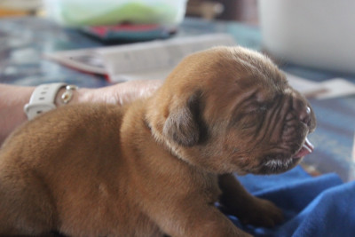 Chiot N°4