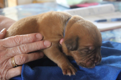 Chiot N°7