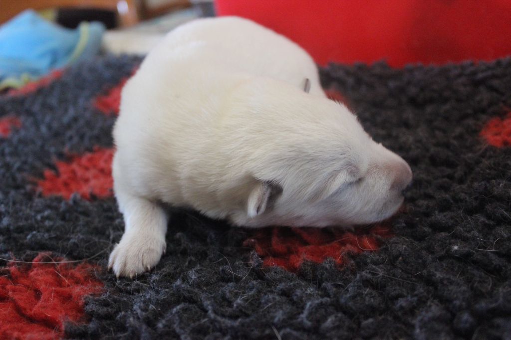 Du chant des bruants - Berger Blanc Suisse - Portée née le 20/08/2021